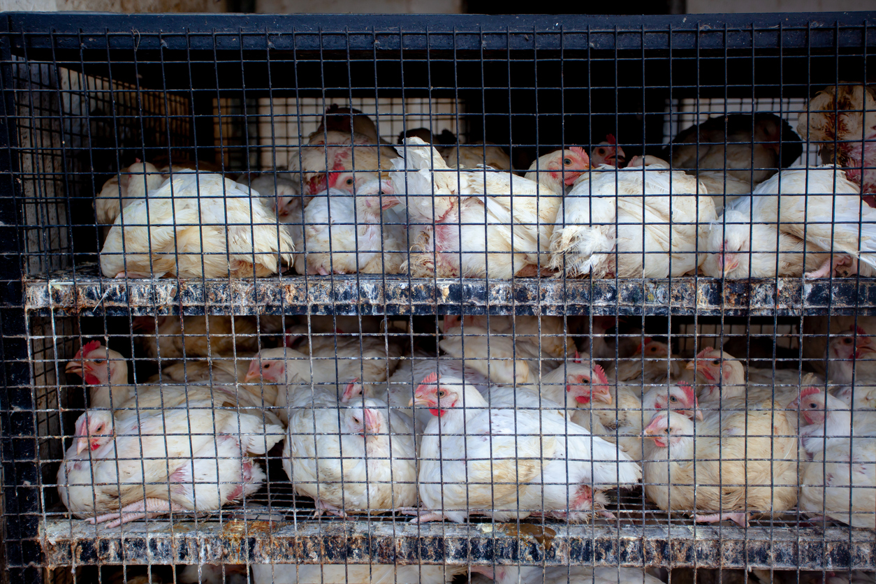 Bird flu