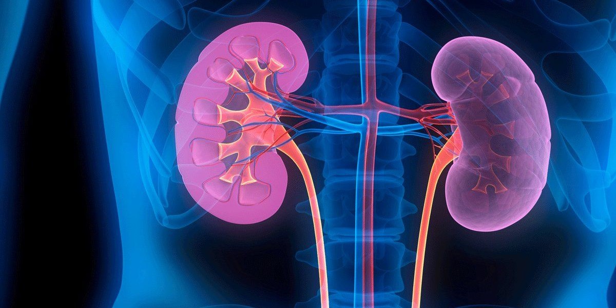 Kidneys