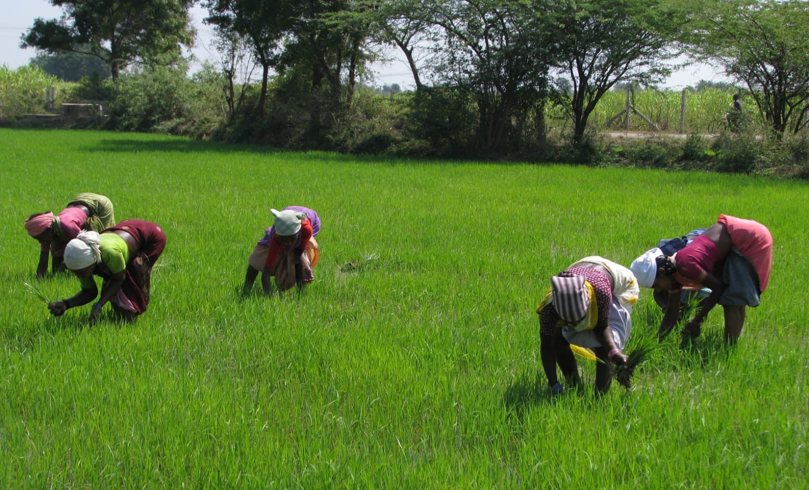 Tamil Nadu boasts of having 6.34 million hectares under cultivation, with rice being the major food grain. (Wikimedia Commons)