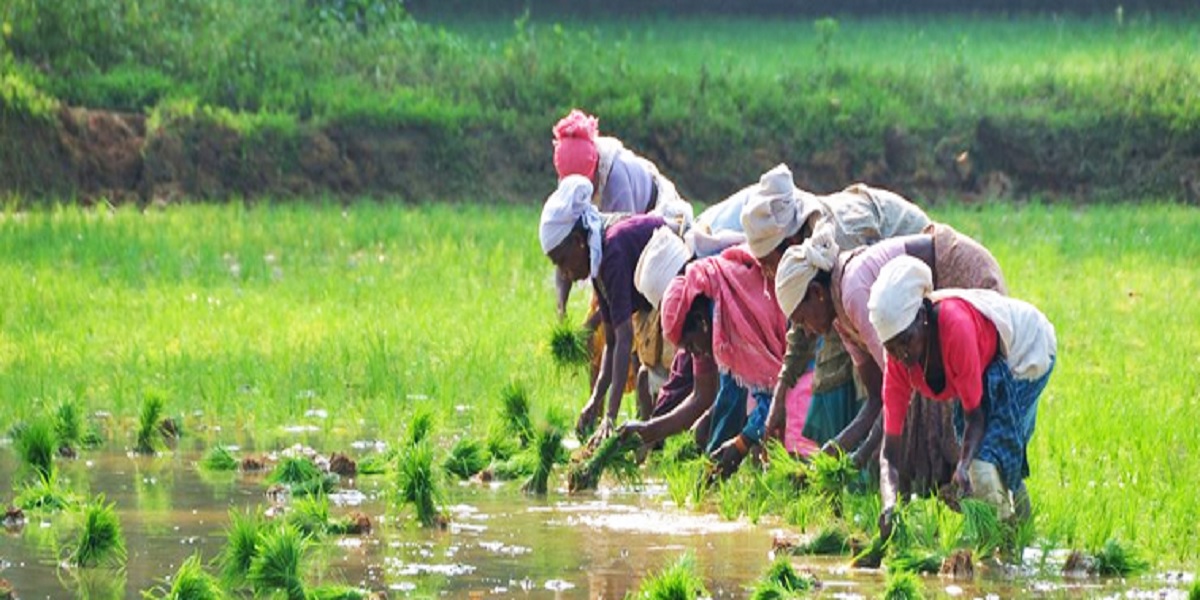 Investigation: Romanticising ‘hyped’ organic farming will not feed Kerala, it needs fertilisers