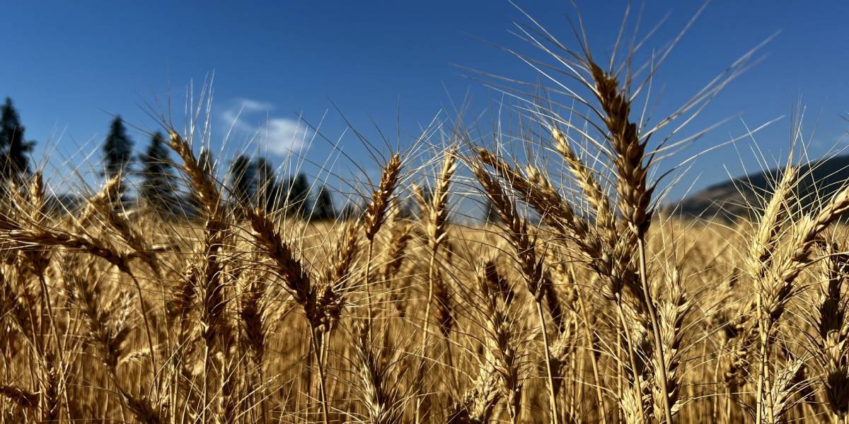 Selenium scare—is South India’s rice diet protecting it from toxic wheat?
