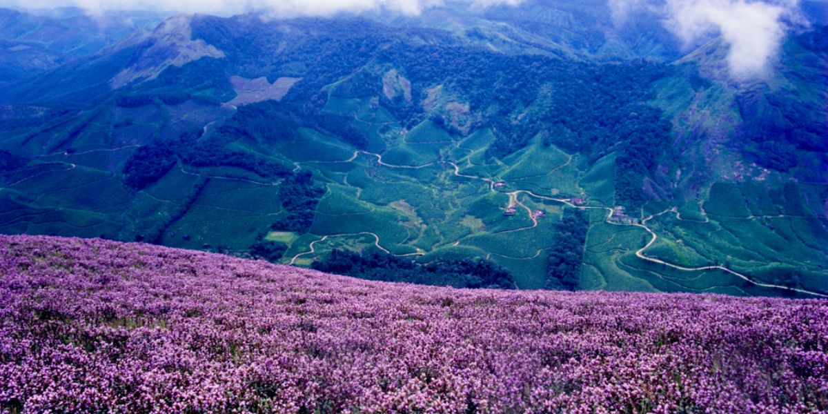 Eravikulam National Park