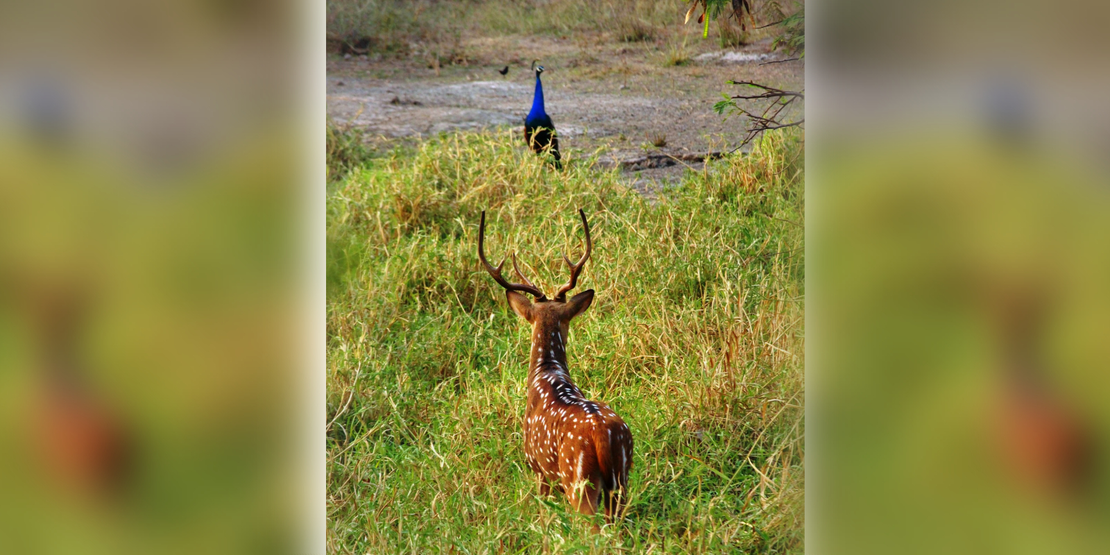 UoH shares a photo of wildlife on campus
