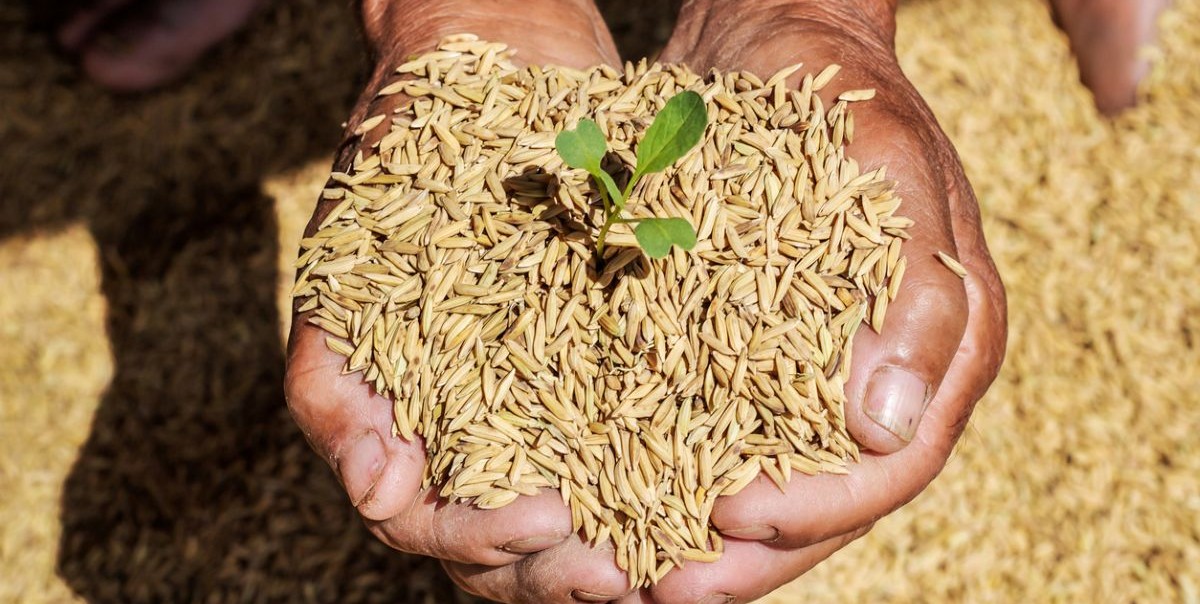 Seeds