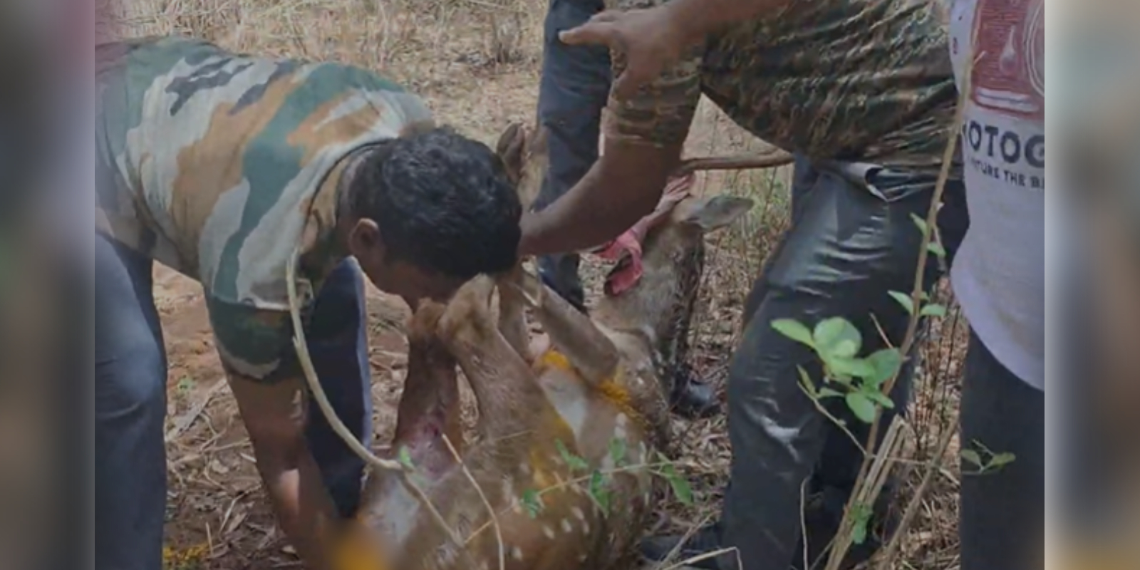 Spotted deer attacked by stray dogs