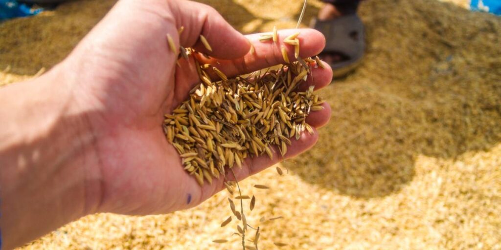 Rice and paddy crisis in Telangana: Artificial scarcity before the real shortage