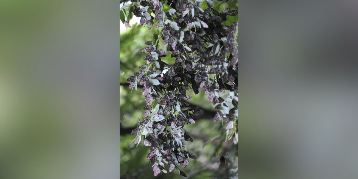 A flock of butterflies on a tree. (Arun Urs)