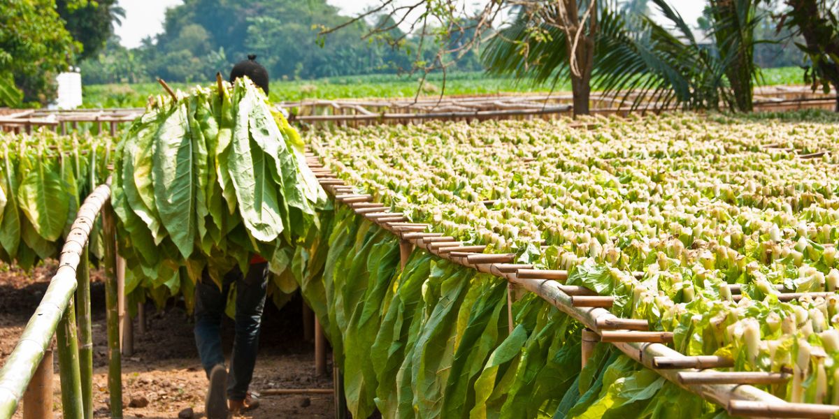 Tobacco farmers Andhra