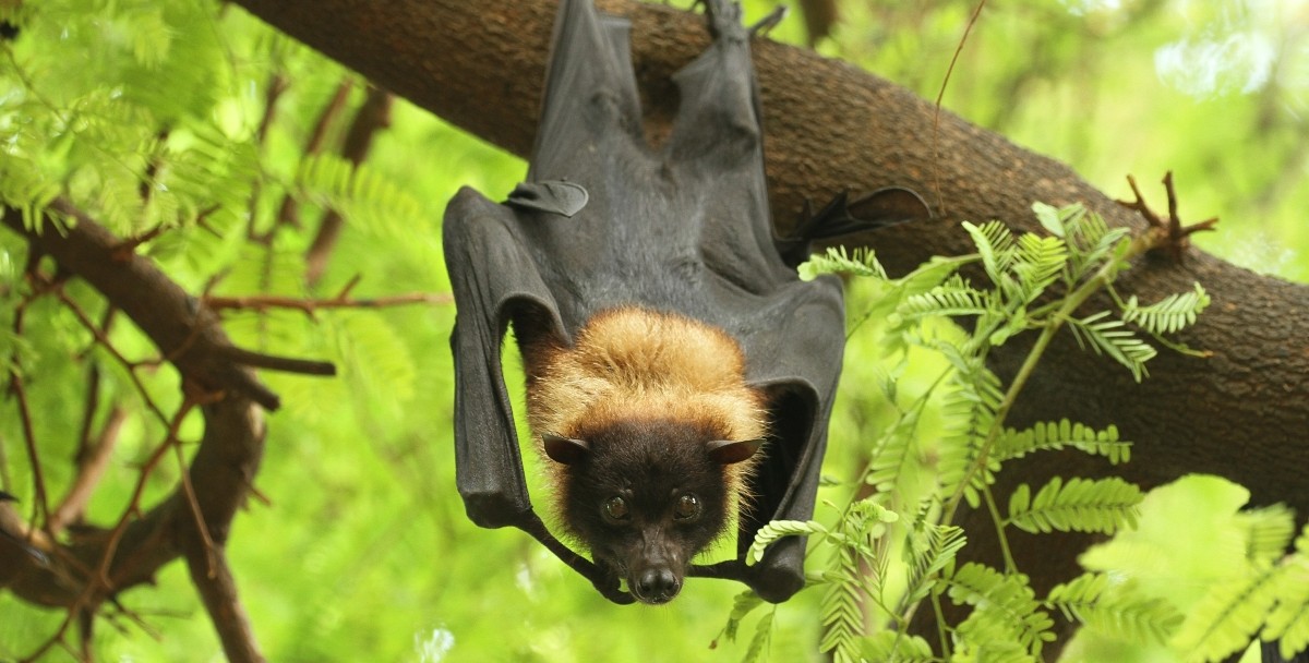 Nipah containment restrictions lifted in Malappuram as no new cases emerge