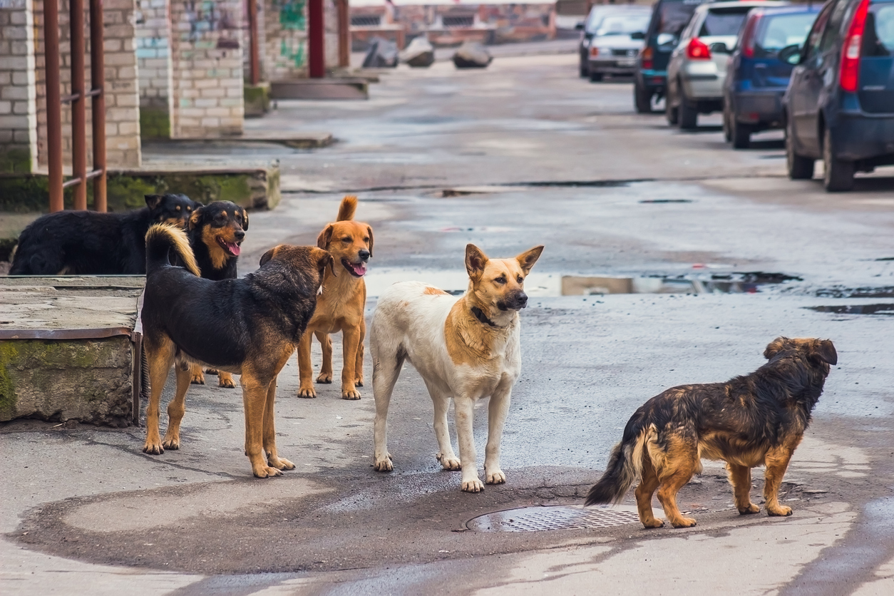 Stray dogs on the street