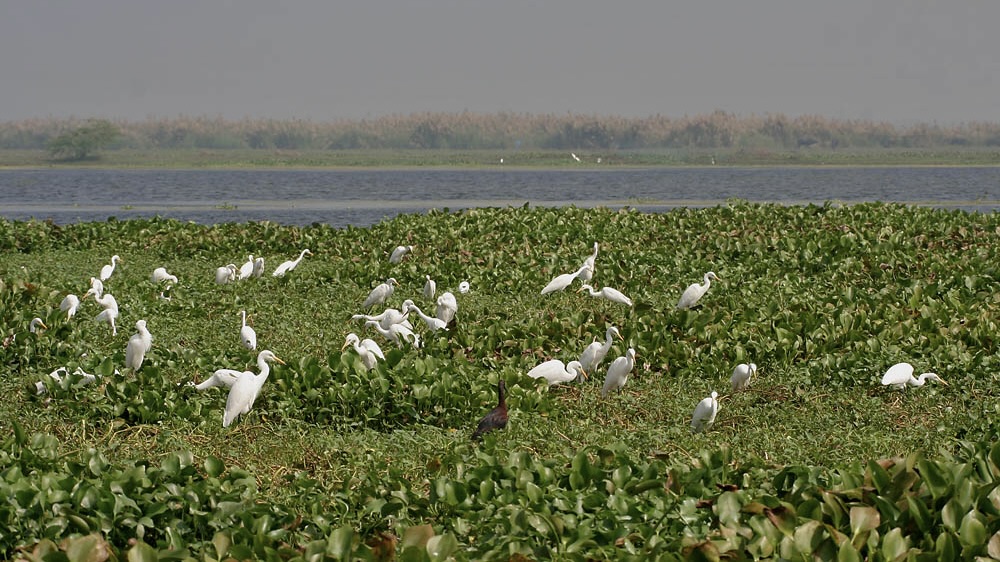 Andhra set to renew bid before SC, CEC to exclude 20,000 acres from Kolleru sanctuary for farmers’ welfare