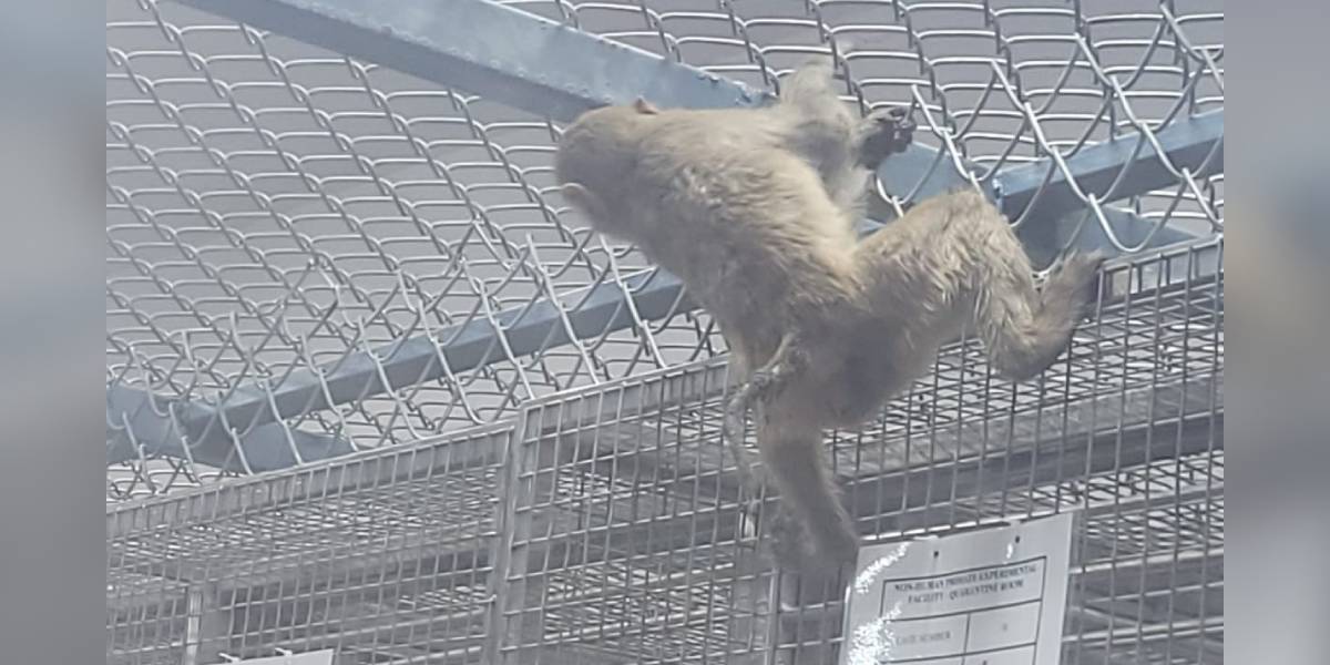 Over 1,200 animals found in poor conditions at Telangana testing lab, government report reveals