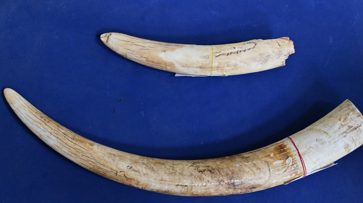 One arrested for smuggling elephant tusks