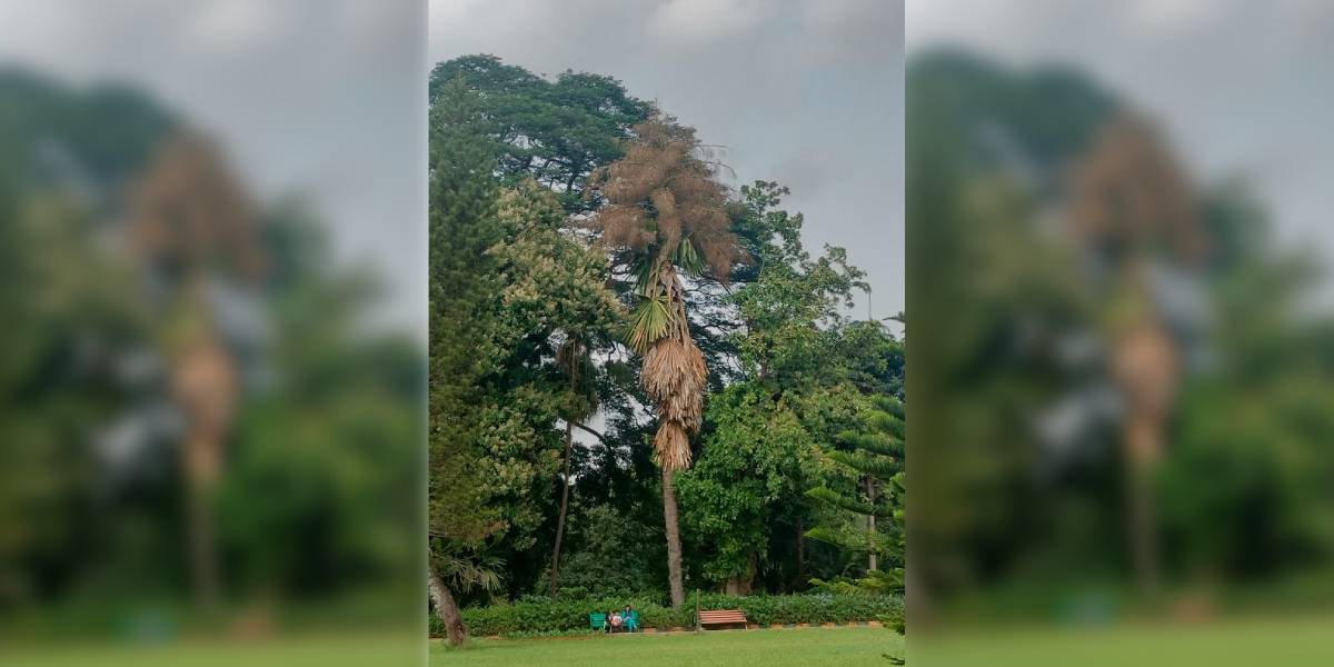 The talipot tree at Lalbagh.