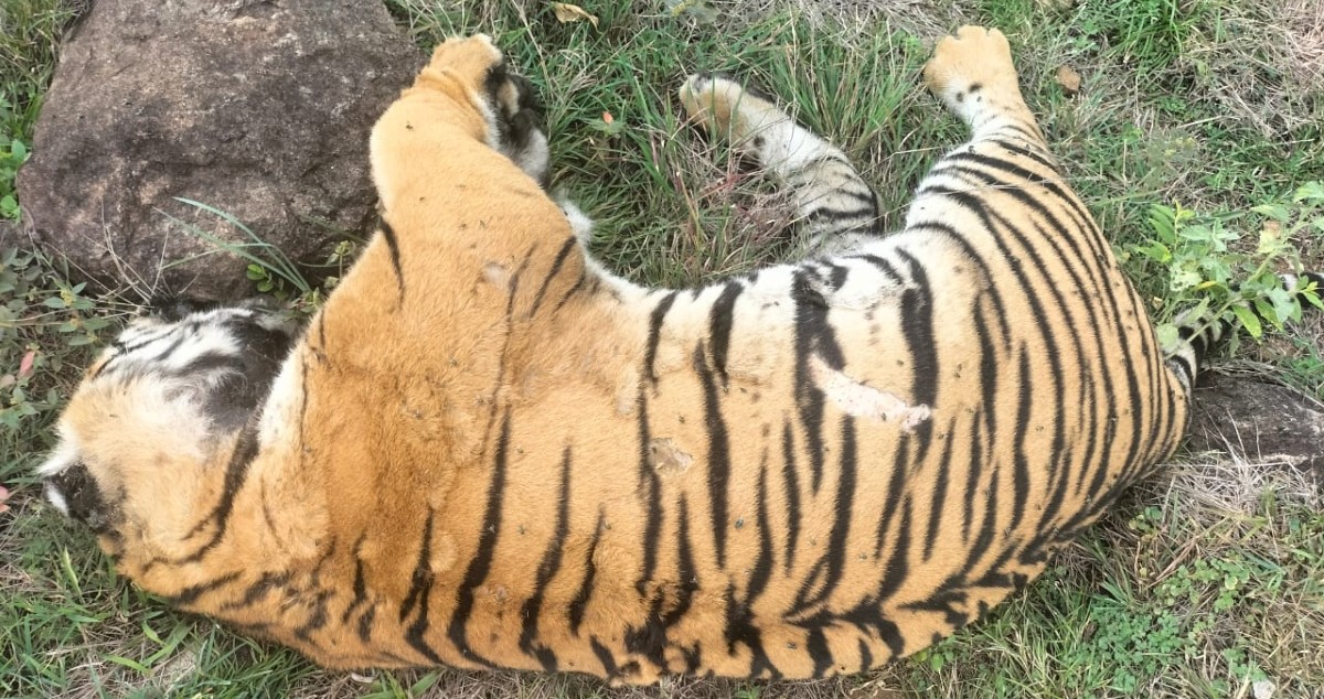 Tigers found dead
