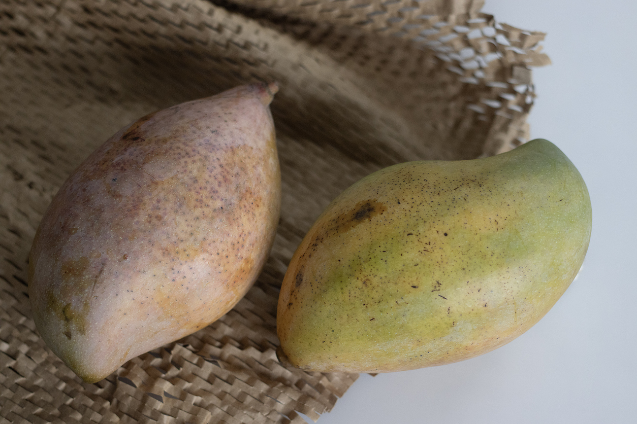 Fresh large Totapuri mangoes.