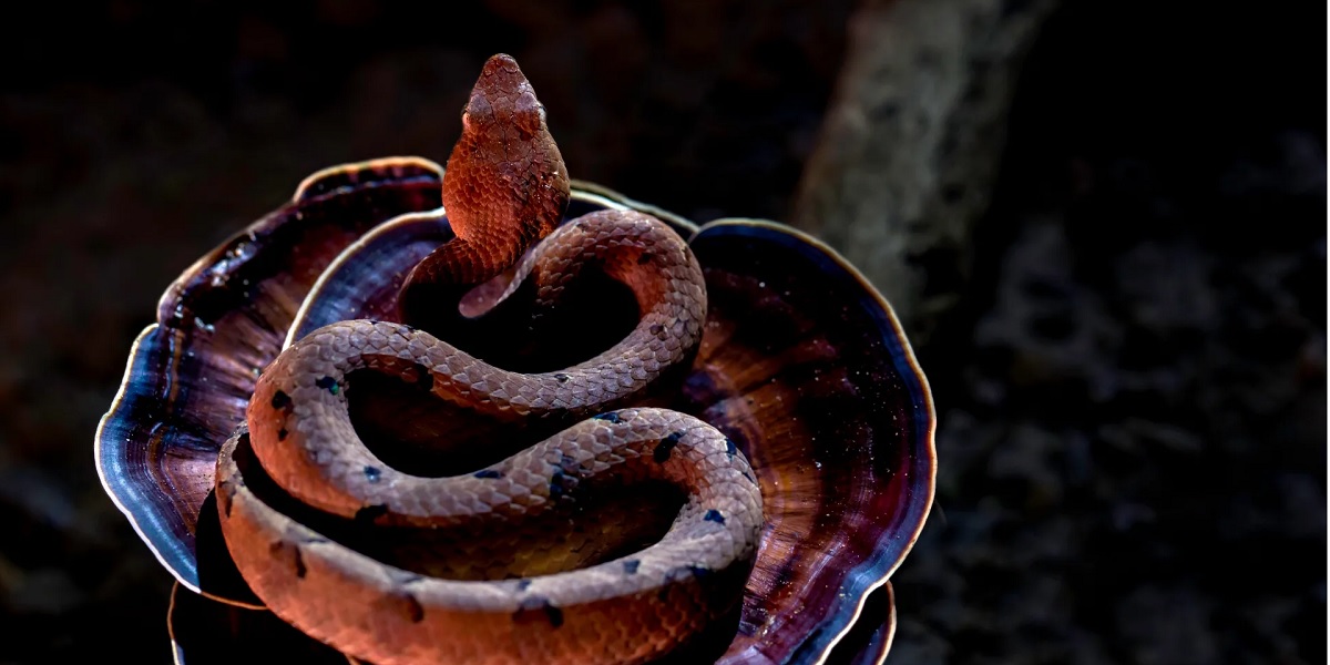 Snakebites kill more than wild elephants in Kerala; Why hasn’t the state declared it a notifiable disease yet?