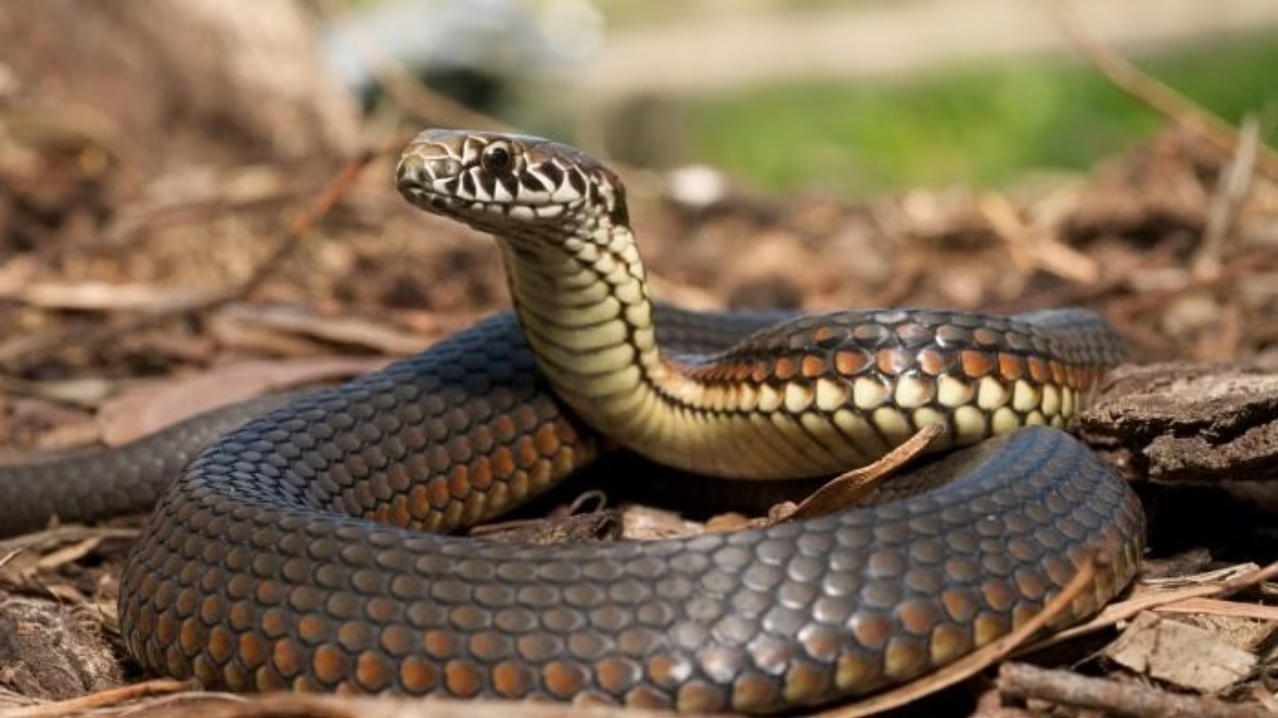 Kerala has recorded around 600 snakebite deaths in the past decade.