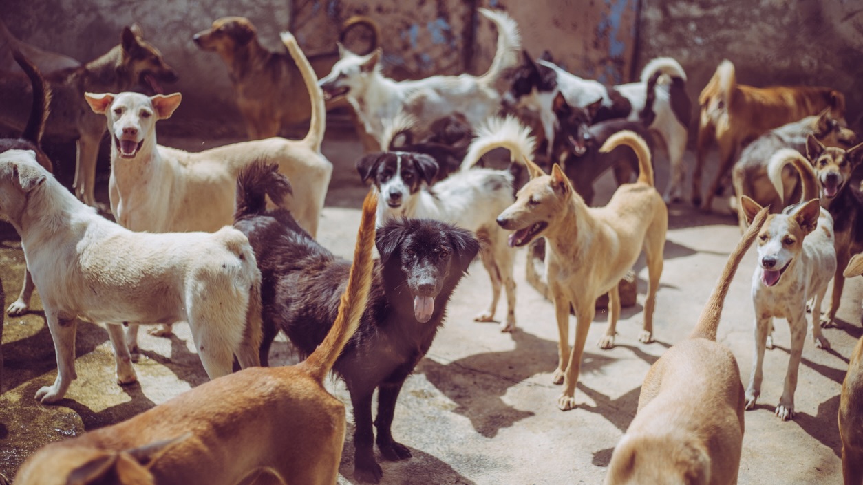 Tamil Nadu’s dog bite crisis: A perfect storm of climate, policy failure and urban neglect