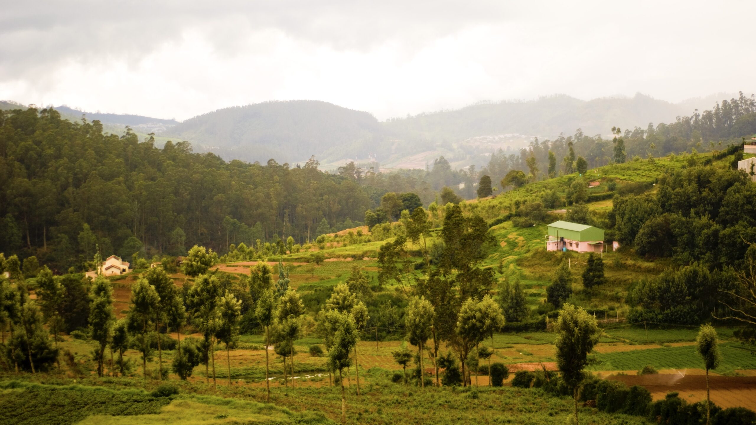 How colonial plantations decimated Nilgiri grasslands, and pushed native birds to the brink