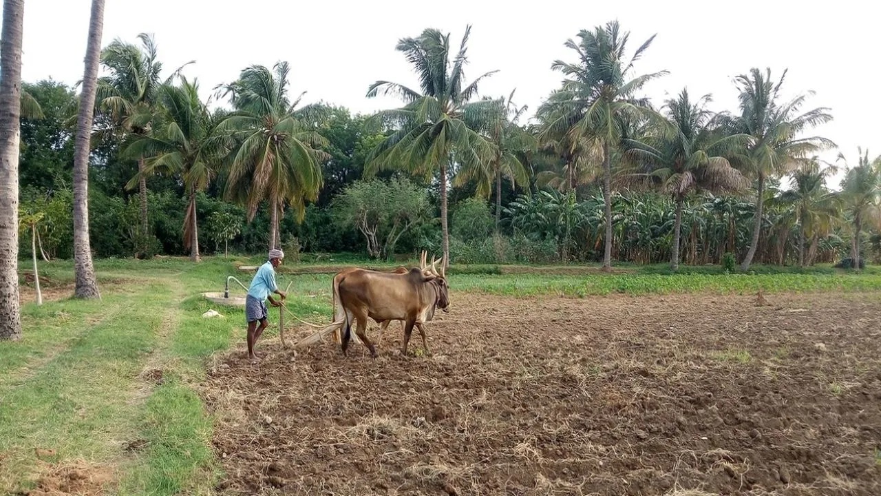Andhra Pradesh’s failure to pay its PMFBY share from 2020 to 2023 deprived lakhs of farmers of compensation for crop losses, despite the farmers paying the premium. (Representational Pic/iStock)