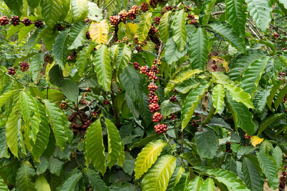Coffee plantations in Wayanad