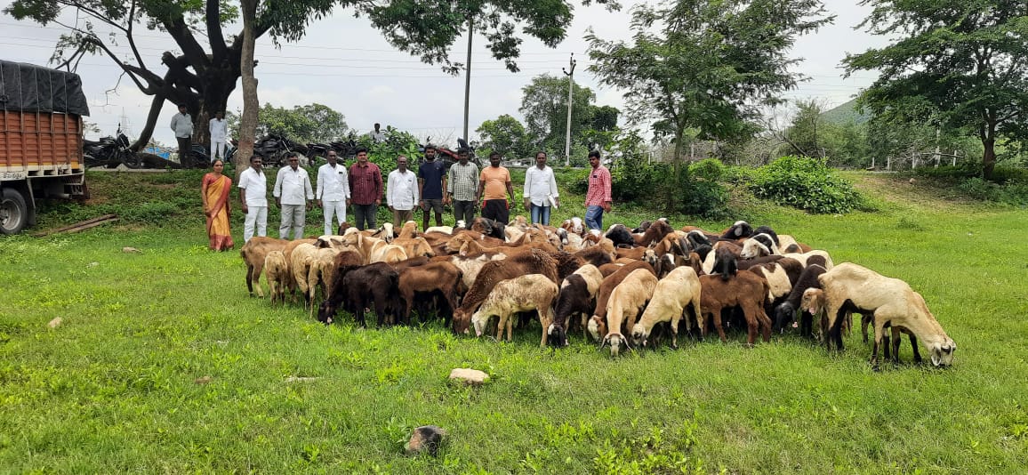 ED raids rock Hyderabad in multi crore Sheep distribution scam probe linked to former BRS government (@Collector_PDPL on X)