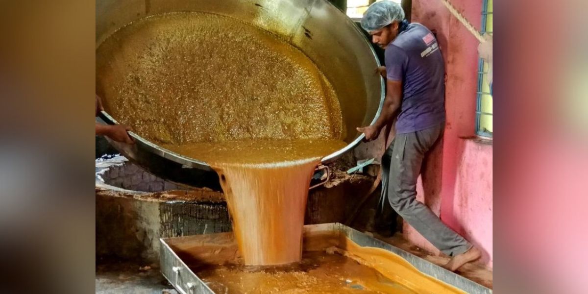 Jaggery production.