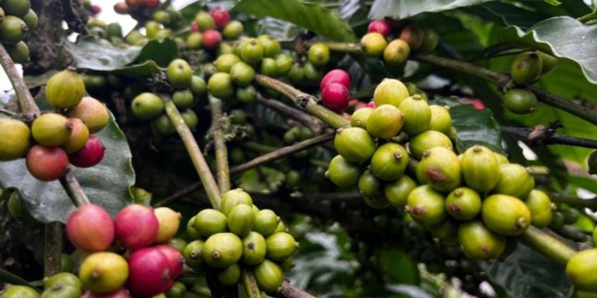 Wayanad robusta coffee beans.