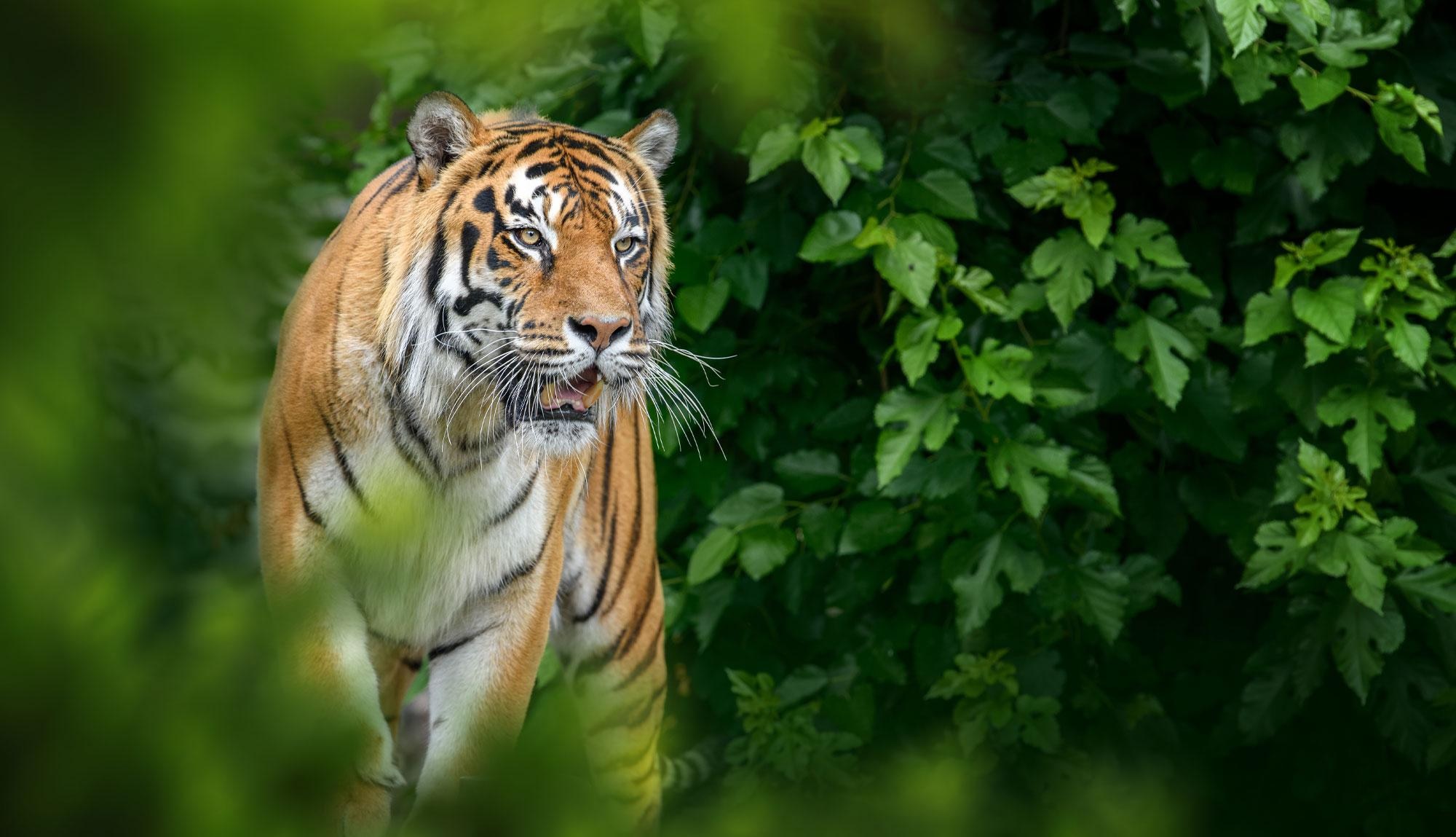 Wayanad to be part of new Tiger protection initiative outside reserves