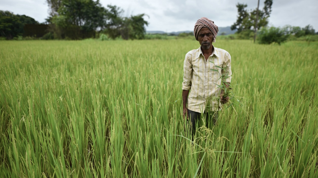 Congress under fire in Karnataka as urea shortage continues, BJP accuses fertiliser ‘scam and ‘Gandhi appeasement’