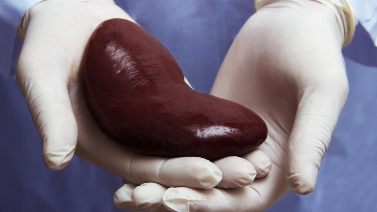 Tamil Nadu tops nation in cadaveric organ donations for 2024, earns national award