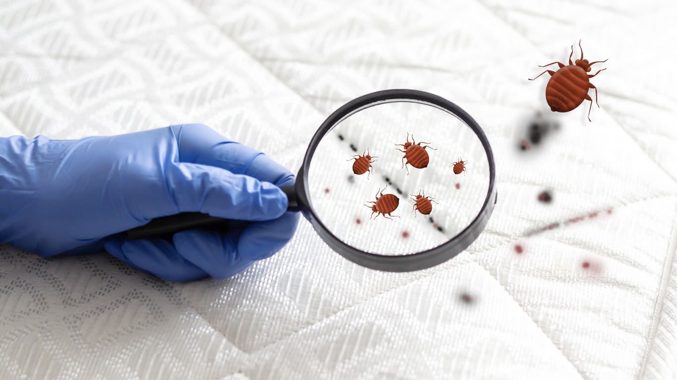 In Bengaluru, India’s ‘allergy capital’, the unseen trigger may lie in your bed