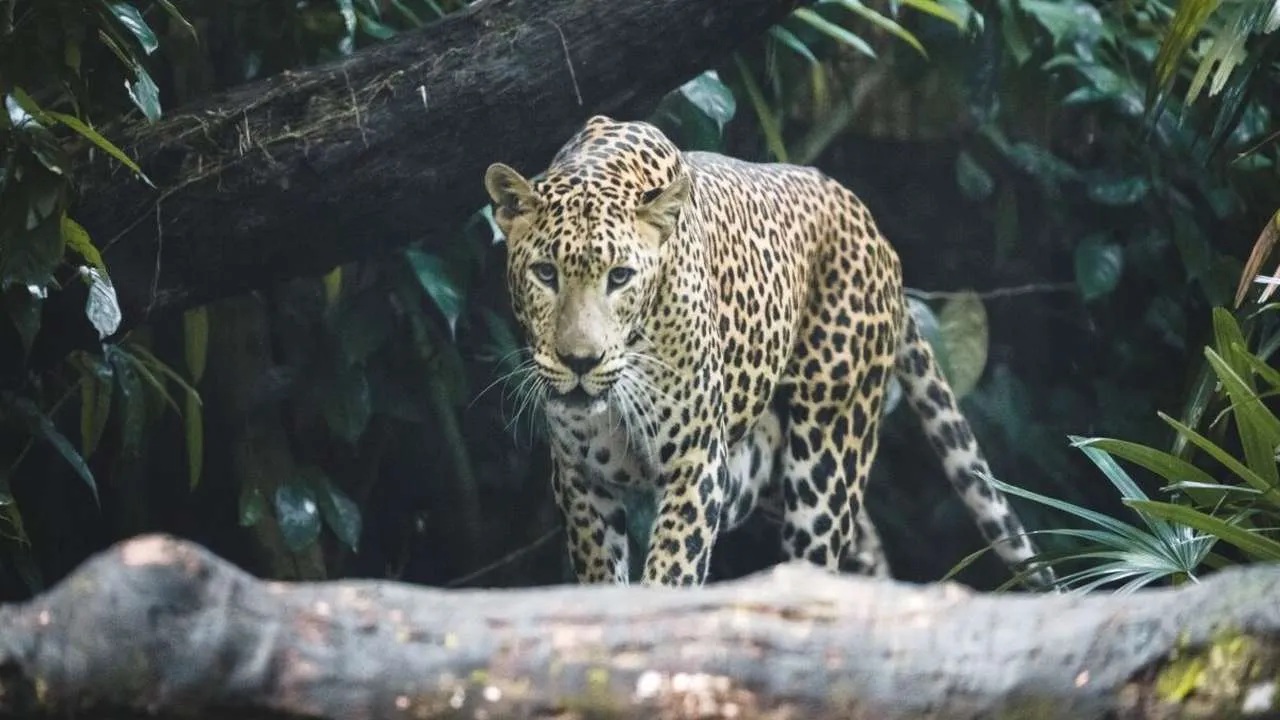 The leopard dropped the child and disappeared into the darkness when the boy's parents raised an alarm. (Representational picture).
