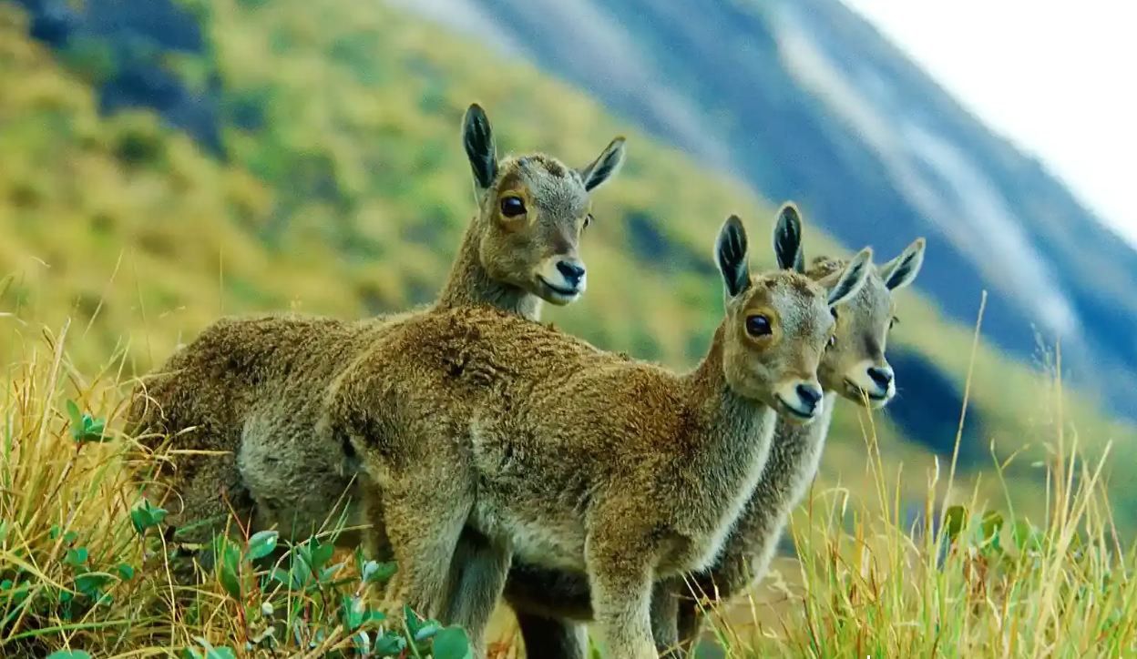 Nilgiri Tahr. (Kerala Tourism)