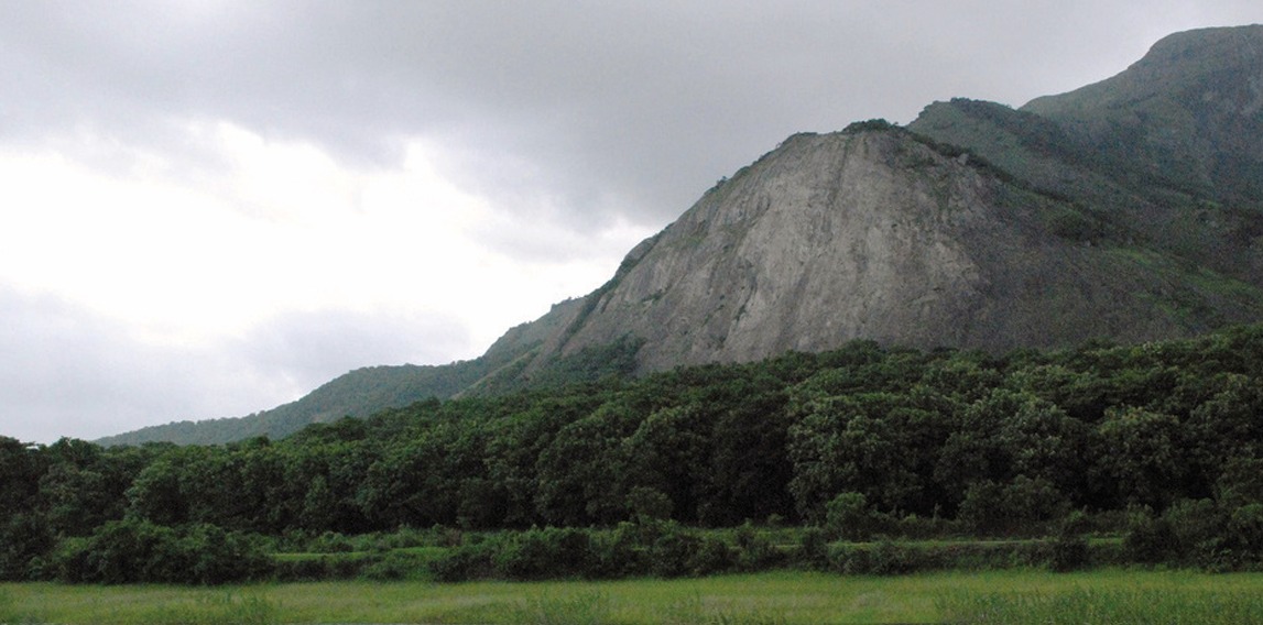 Arogyapacha is endemic to the Western Ghats. (UNDP)