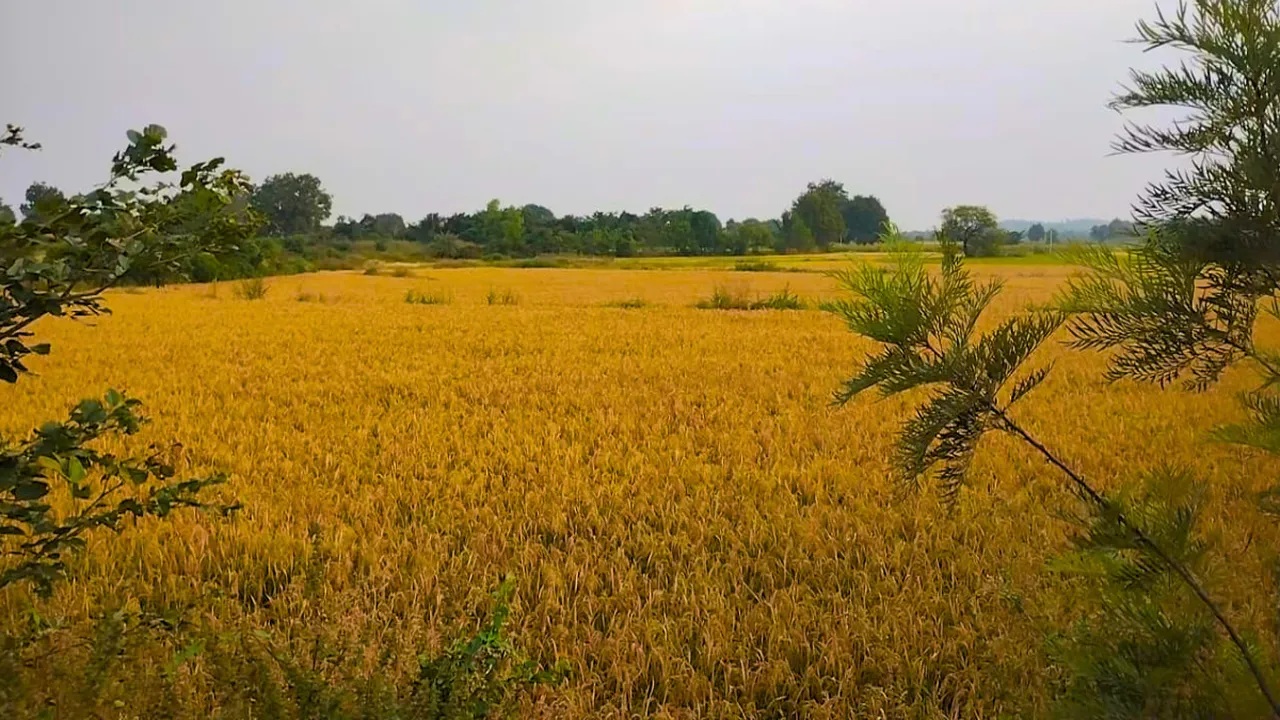Without legal titles, farmers could not use their land as collateral for availing loans.