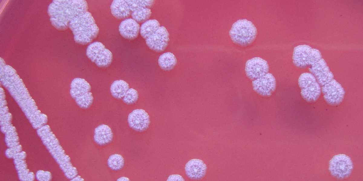 Andhra declares health emergency after two confirmed melioidosis cases, 23 deaths under probe