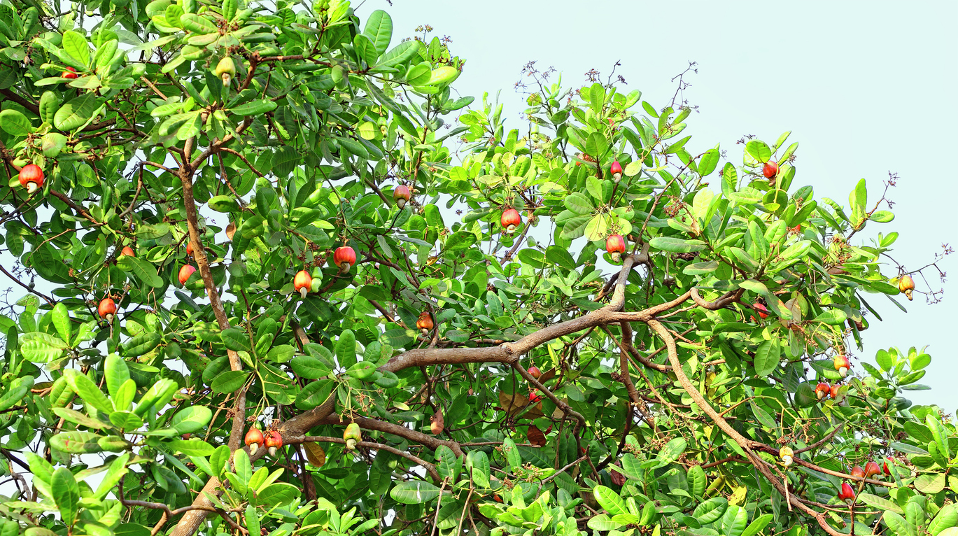 US tariffs Kerala