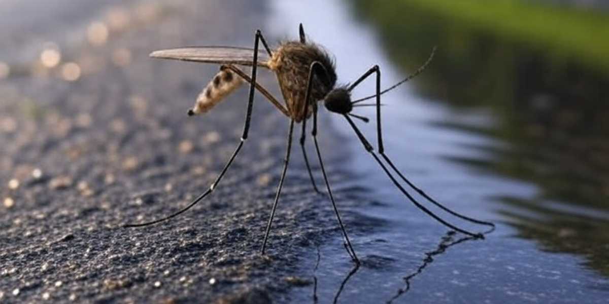 Chikungunya South India