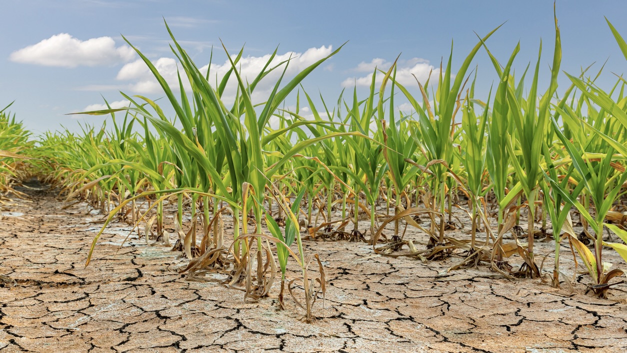 A native grass genetically modified for drought resistance might spread aggressively in arid zones, outcompeting other native flora and altering habitat dynamics.