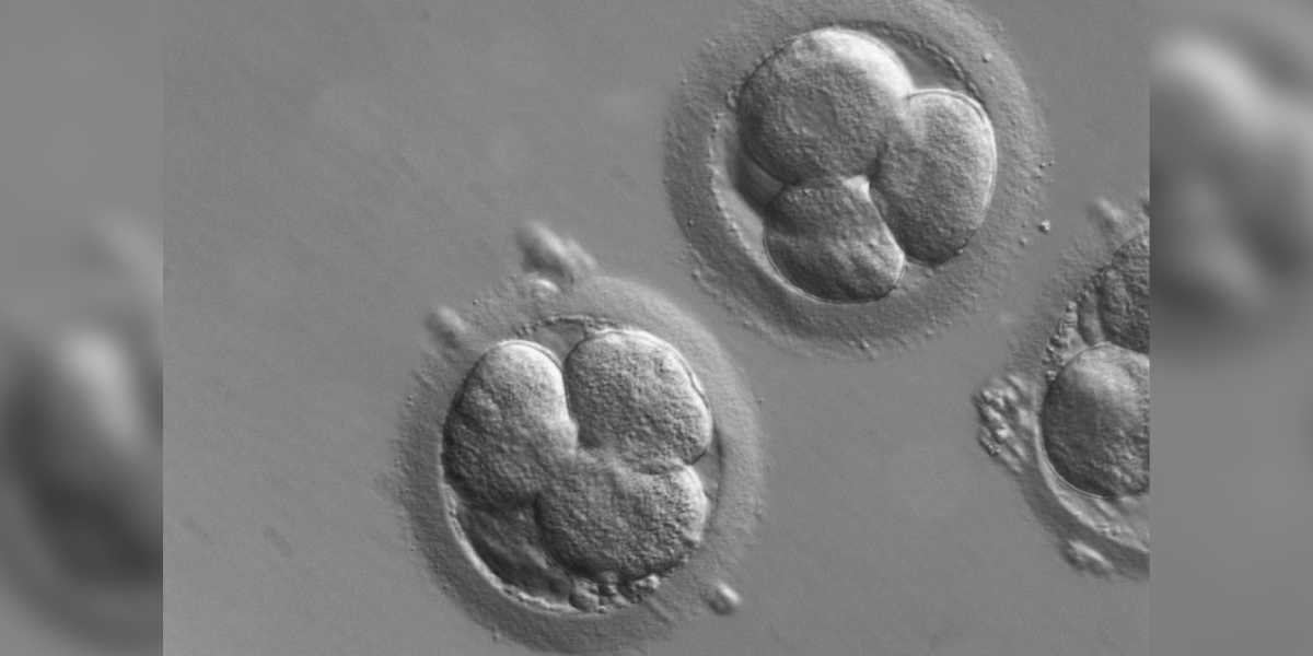 In a normal pregnancy, fertilisation and the formation of the embryo take place in the fallopian tube, a process that depends on several factors aligning perfectly.
