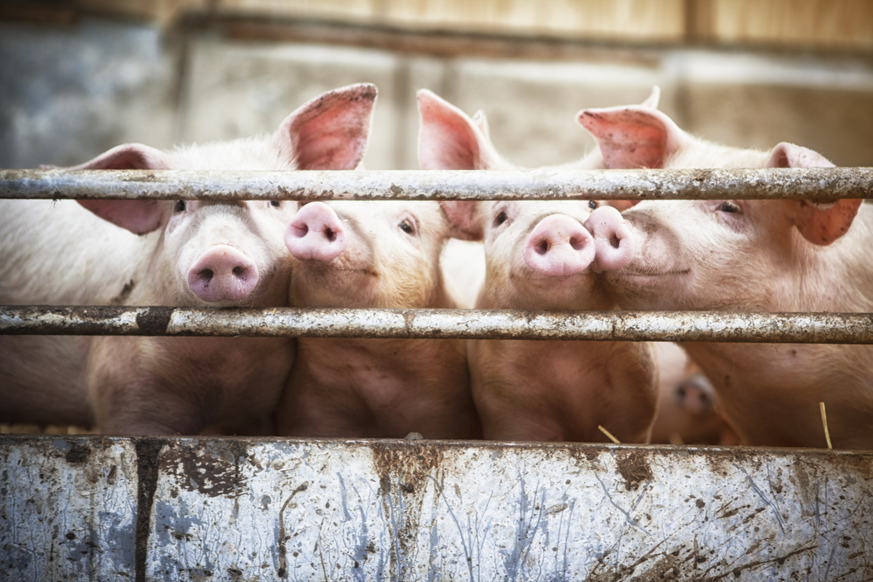 Pigs