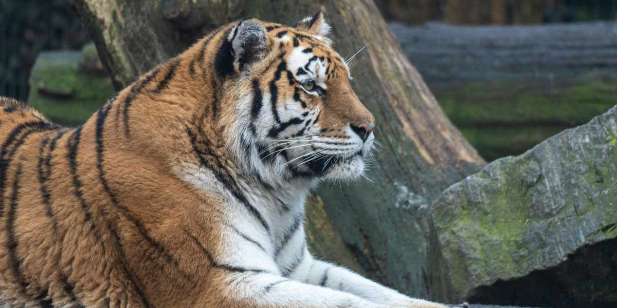A tiger.
