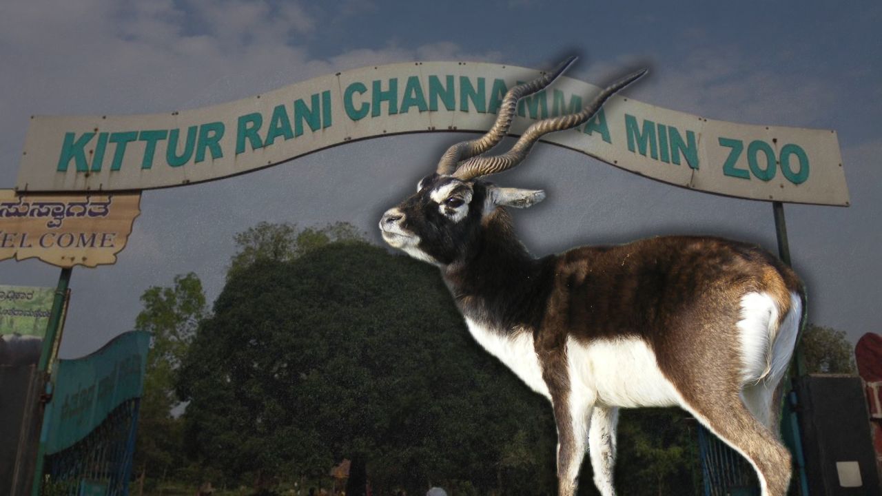 Over a week ago, 31 of the 38 blackbucks at Belagavi’s Kittur Rani Chennamma Zoo died due to Haemorrhagic Septicaemia (HS), a fatal bacterial disease.