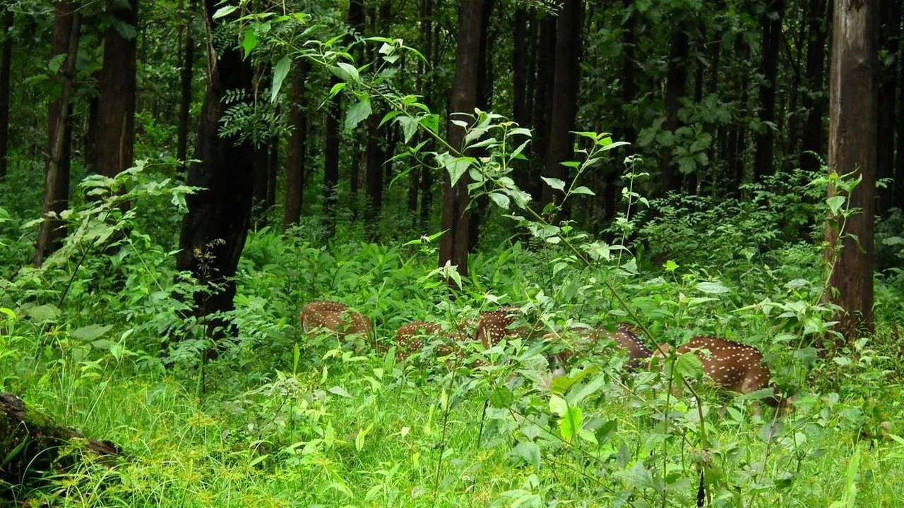 Destroying 54 hectares to save 2 hours! Ranganthittu, Nagarhole to suffer for Mysuru-Kushalnagar road