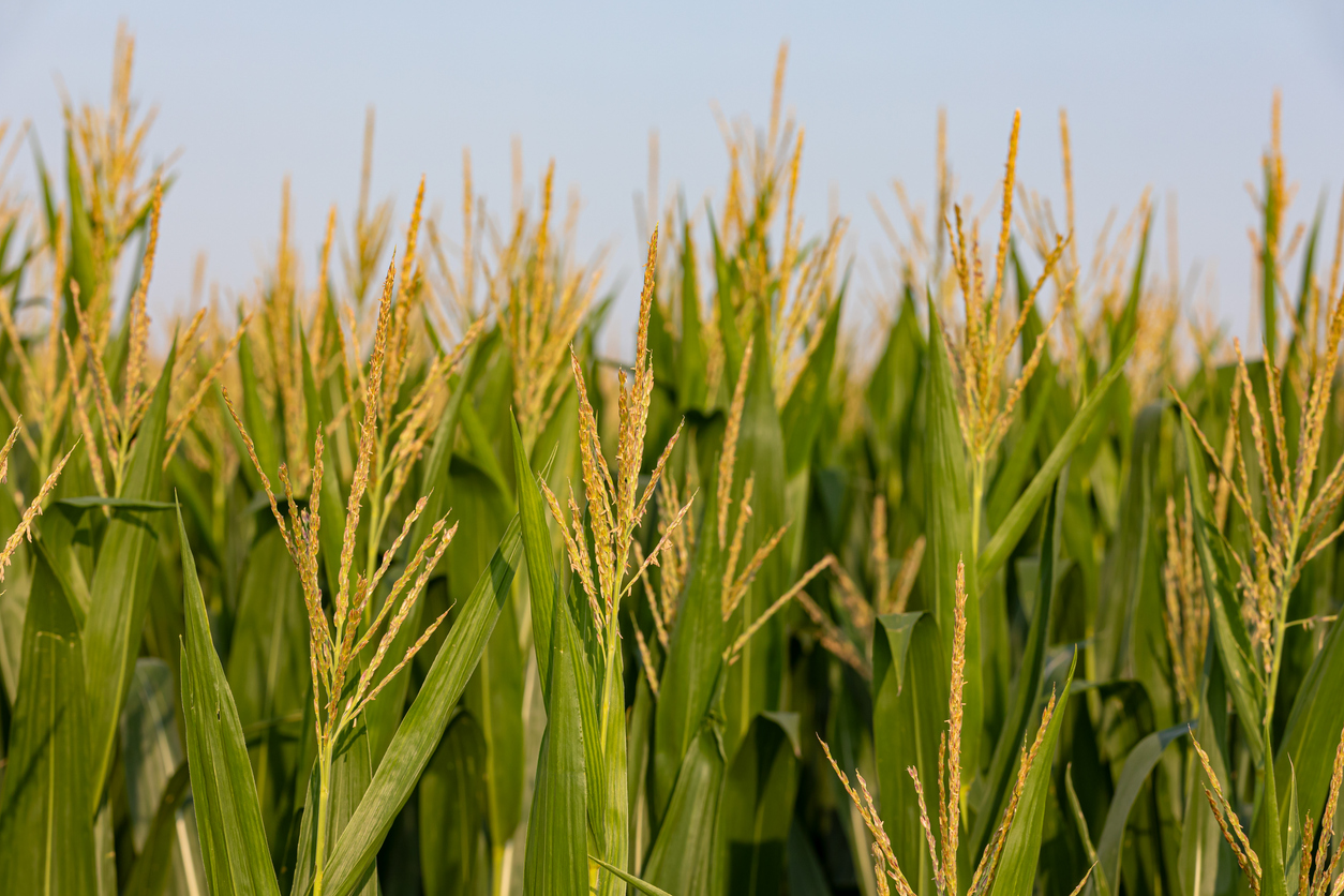Maize Representational image. Credit: iStock