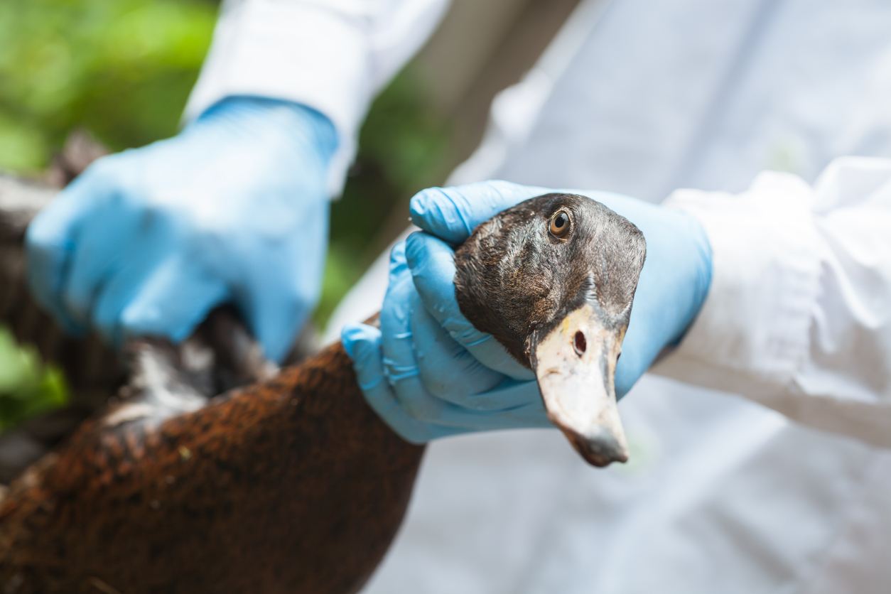 Bird flu