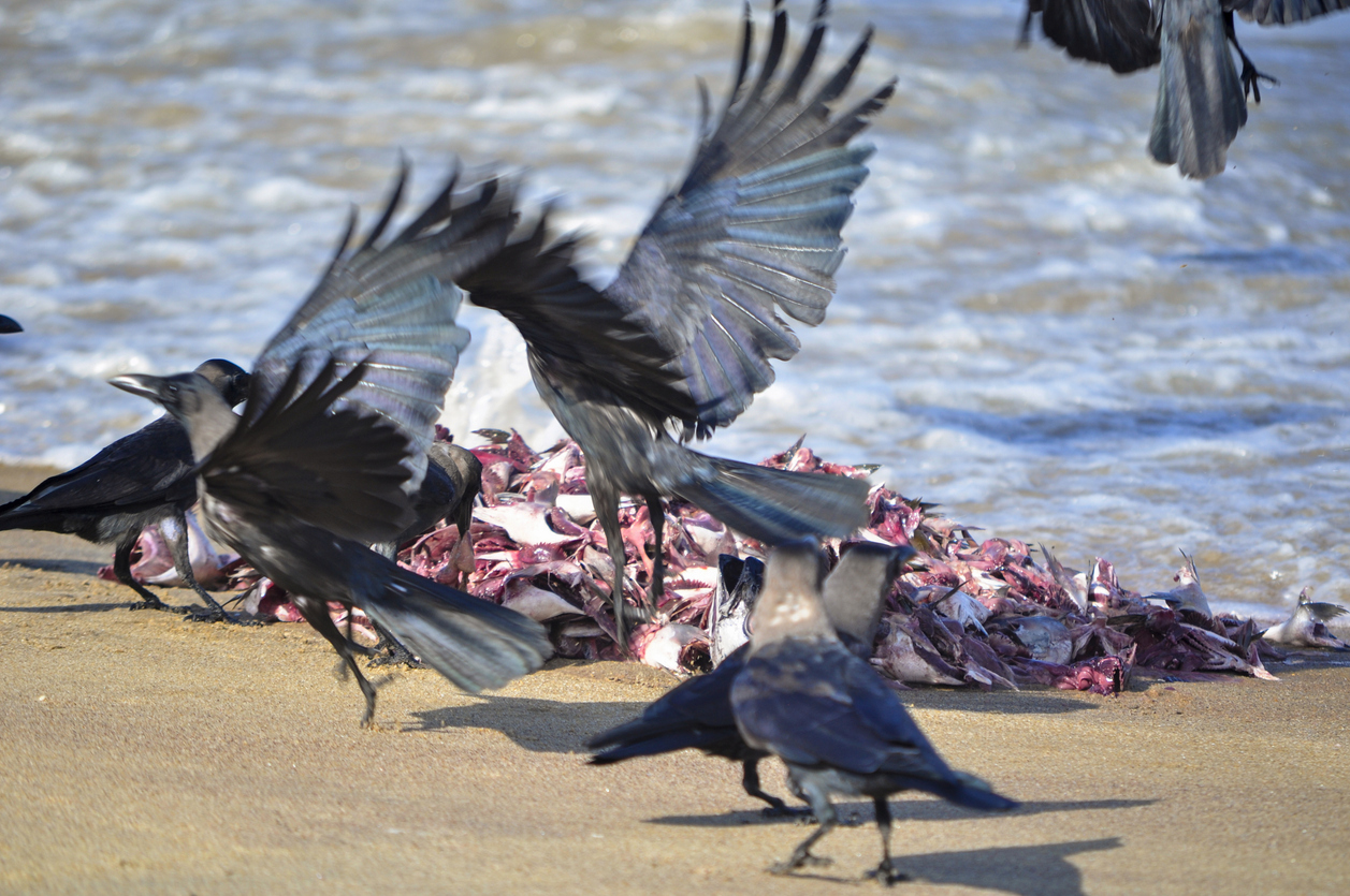 Crows