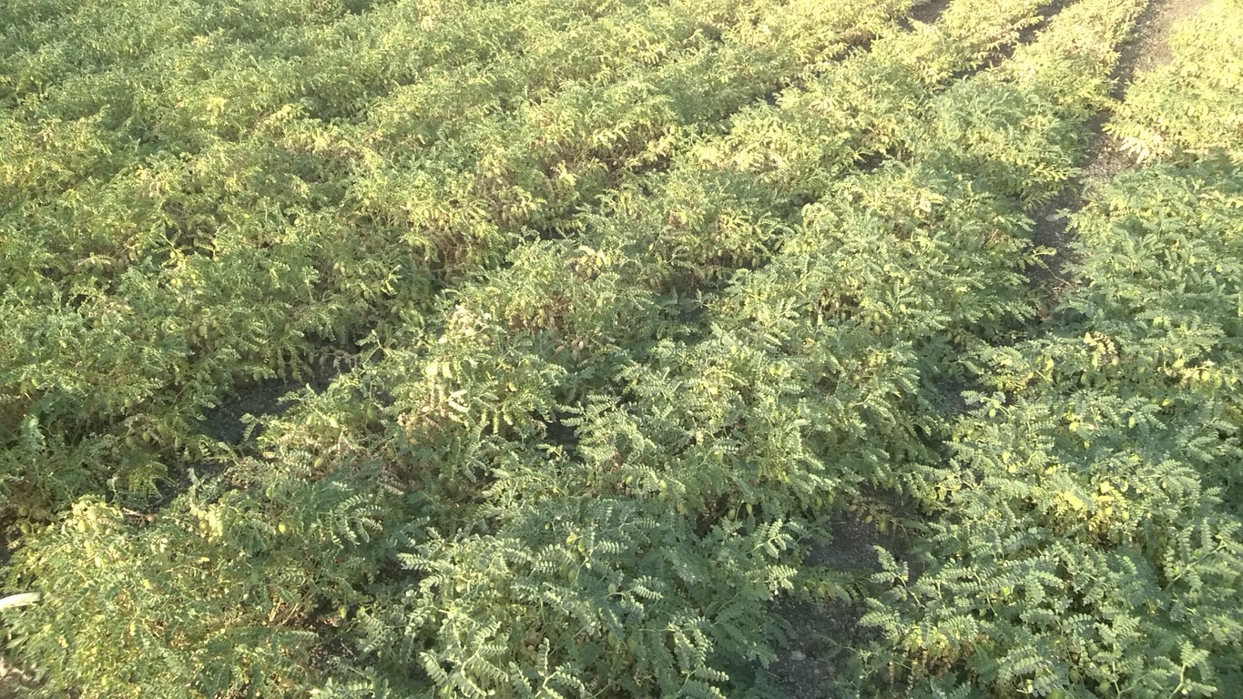 As glut drags Bengal gram prices below MSP, Andhra urges Centre to raise procurement cap 